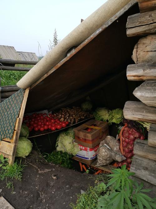 东北农村怎么储存蔬菜水果