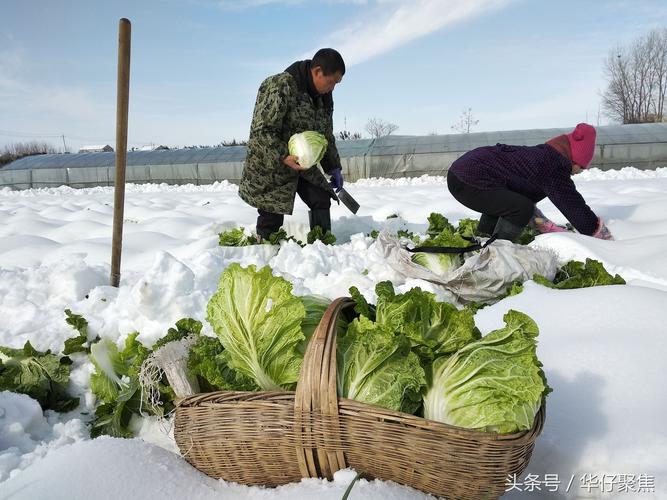 东北农村过冬蔬菜