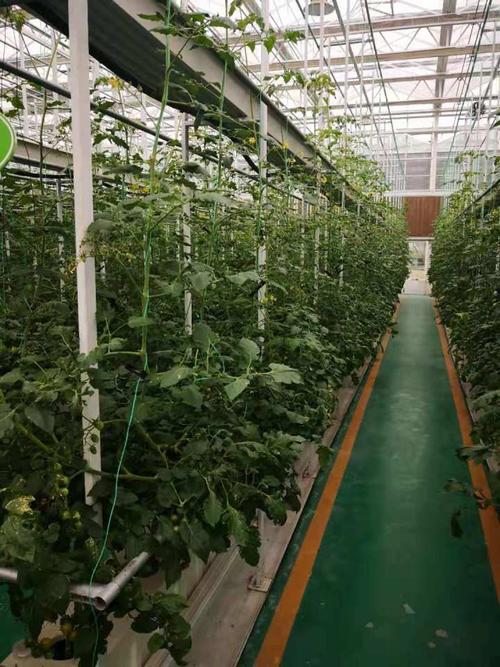 临沂农村蔬菜种植设备厂