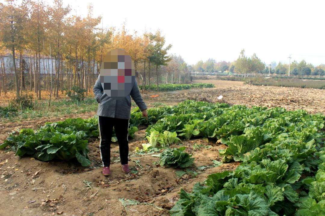 农村人偷蔬菜