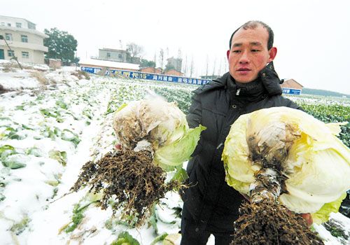 农村冻死蔬菜图片