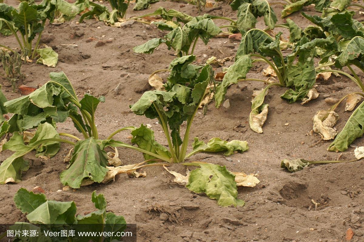农村干旱蔬菜图片