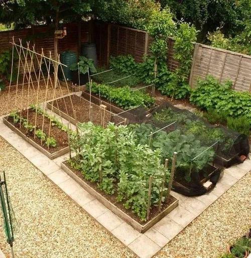 农村庭院小院种植蔬菜