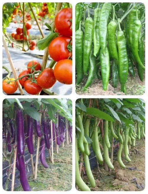 农村生态蔬菜有哪些品种