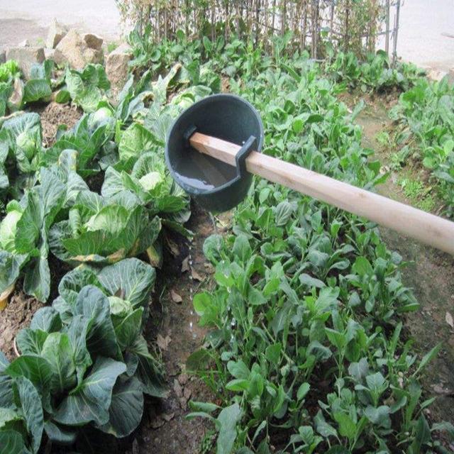 农村用粪便种植的蔬菜