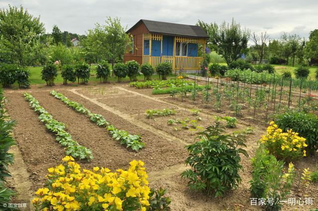 农村老房子种植蔬菜