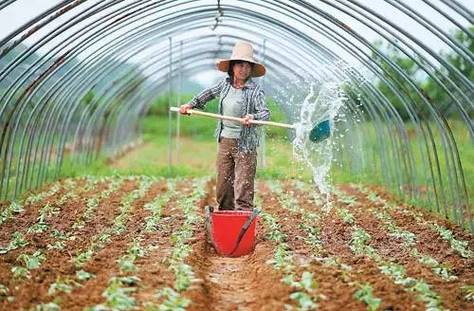 农村蔬菜灌水技术
