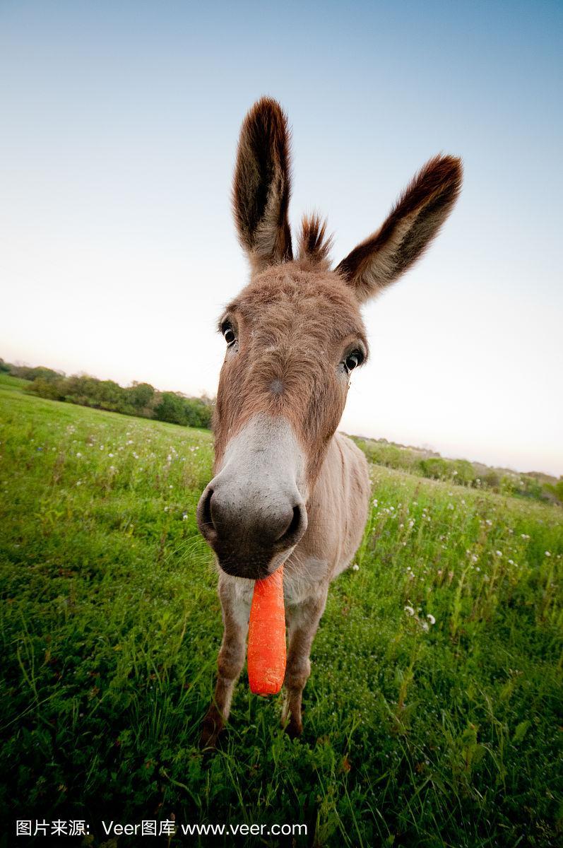 小毛驴吃胡萝卜图片