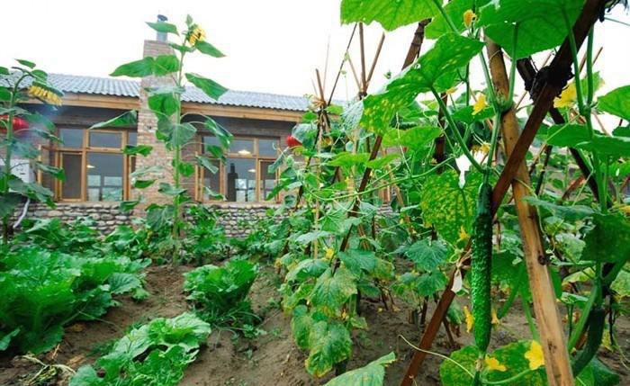 广东农村院子种植蔬菜行吗