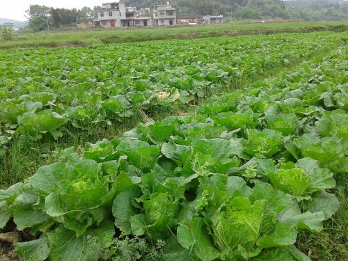 广西农村蔬菜信息网