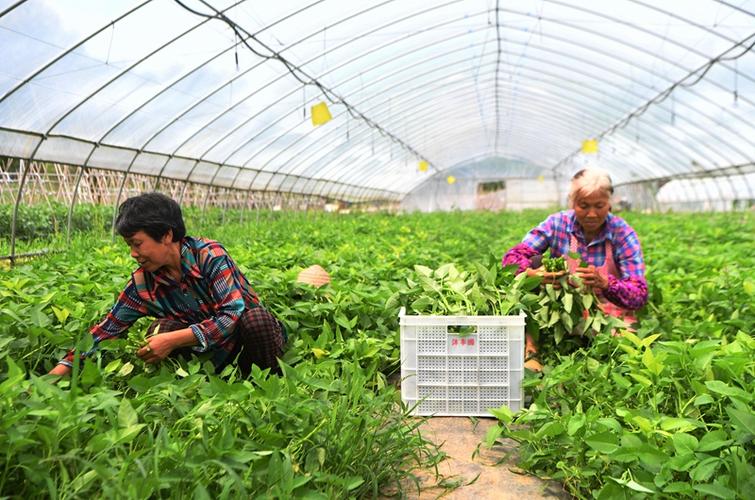 河南农村种植蔬菜基地政策