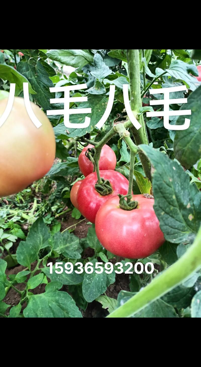 烟台农村蔬菜种植过程记录