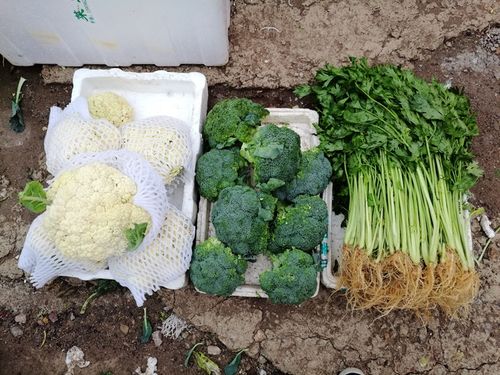 苏北农村路边蔬菜图片