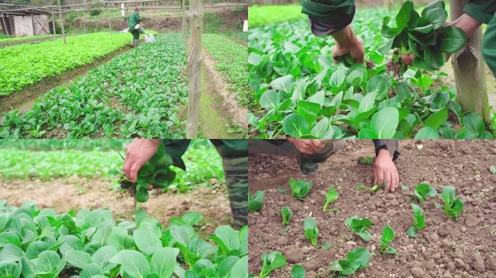 农业农村有机蔬菜视频讲解的相关图片