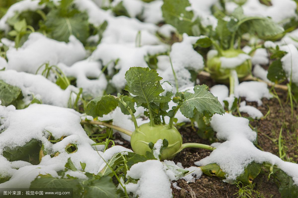 农村蔬菜图片冬天的相关图片