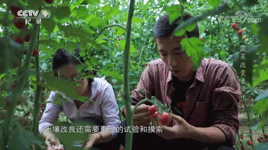 农村蔬菜种植纪录片有哪些的相关图片