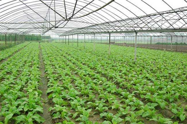 北京农村大棚种植蔬菜补贴的相关图片