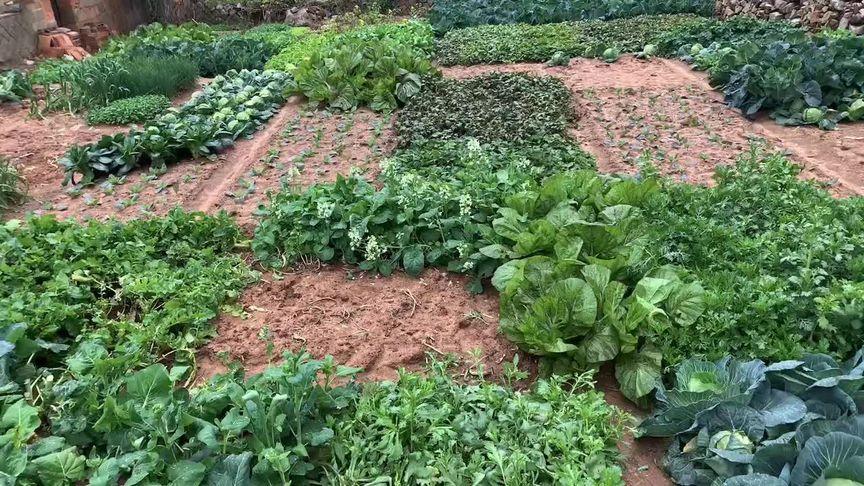 湖南农村自种蔬菜视频播放的相关图片