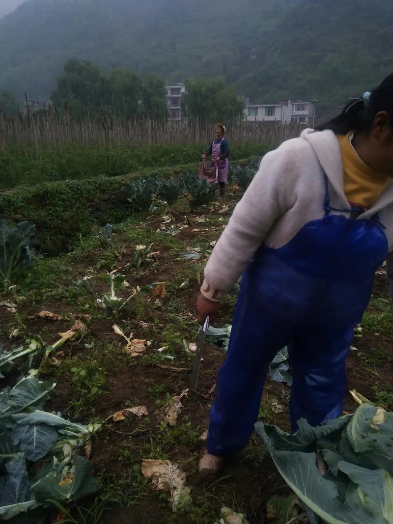 上海人嫌弃农村人蔬菜的相关图片