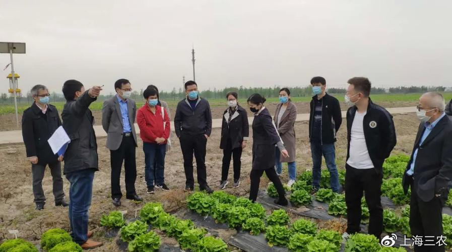 上海农业农村委员会蔬菜办的相关图片