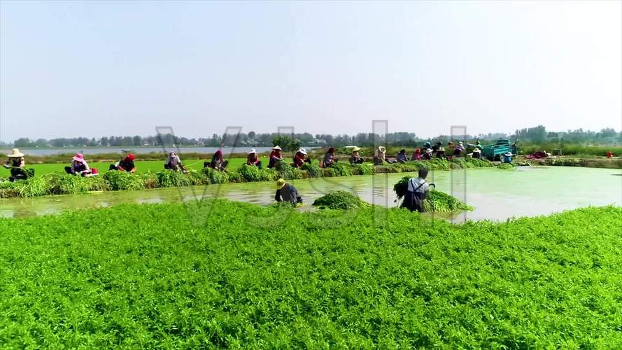 东营农村蔬菜种植方法视频的相关图片