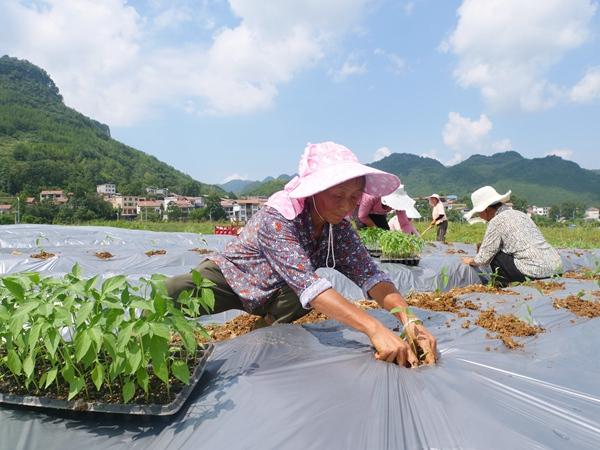 云南农村种植蔬菜视频的相关图片