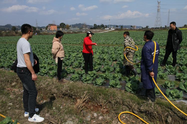 农业农村部署蔬菜保供行动的相关图片