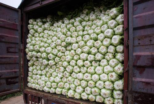 农村25吨蔬菜的相关图片
