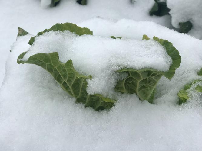 农村下雪蔬菜的相关图片