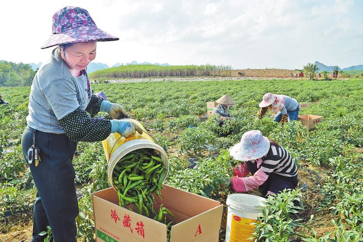 农村人才能享受的蔬菜种植的相关图片