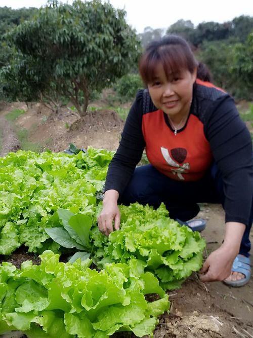 农村姑娘菜园摘蔬菜照片的相关图片