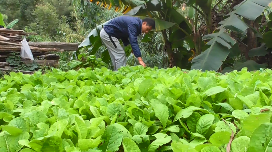 农村小伙在田园吃蔬菜视频的相关图片
