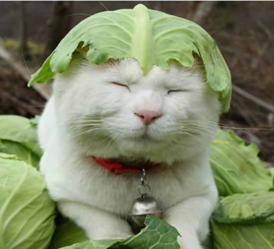 农村小奶猫能吃什么蔬菜的相关图片