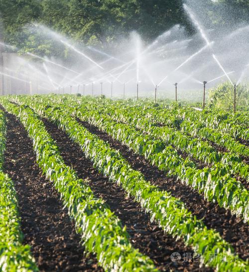 农村污水灌溉蔬菜的相关图片