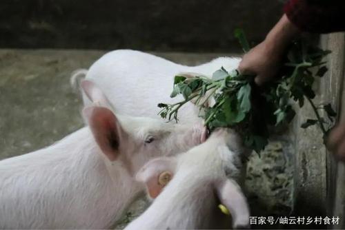 农村猪吃蔬菜的相关图片