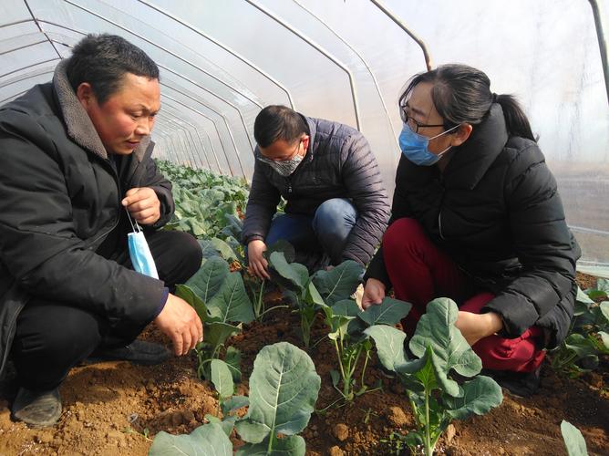 农村种植蔬菜有补助吗北京的相关图片