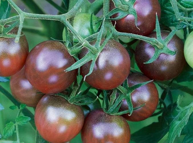 农村紫红色蔬菜种植方法的相关图片