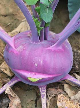 农村紫色蔬菜的相关图片
