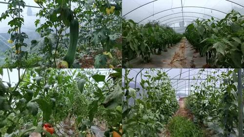 农村自动种植蔬菜视频大全的相关图片