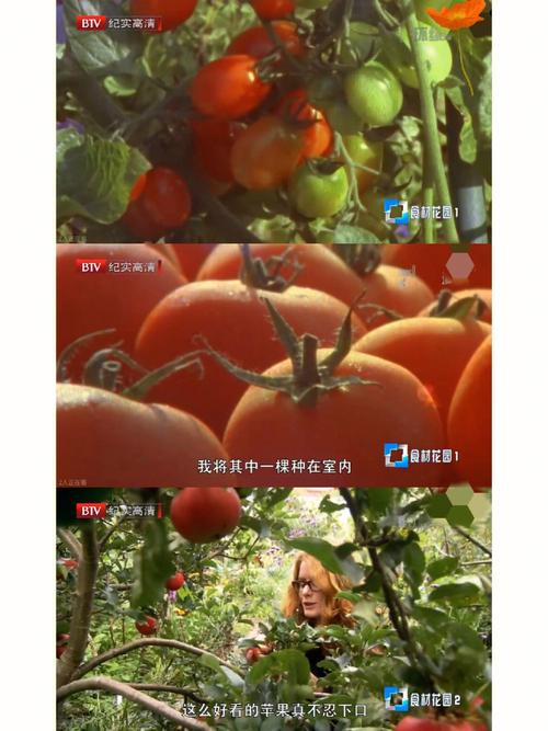 农村蔬菜种植纪录片推荐的相关图片