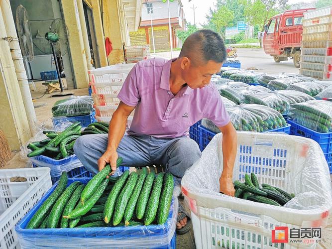 农村蔬菜自贡的相关图片