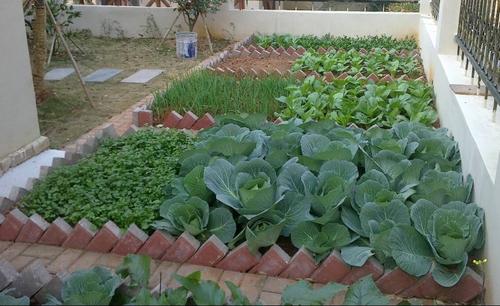 农村院子种植蔬菜视频教程的相关图片