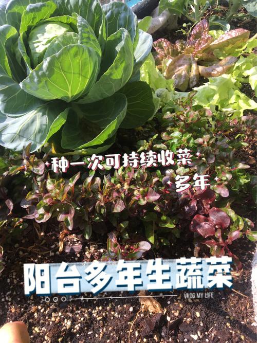 台湾农村蔬菜行情的相关图片