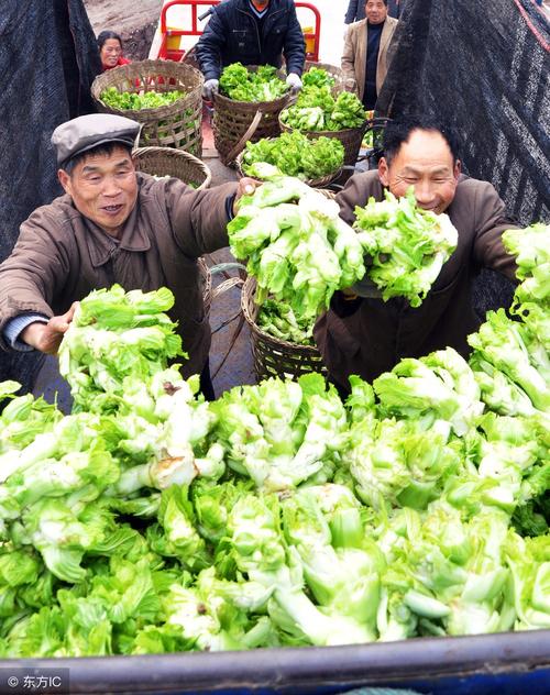 四川农村吃什么蔬菜最多的相关图片