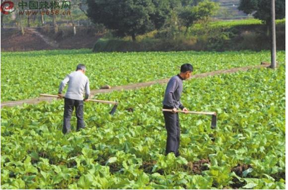 四川农村管理蔬菜的相关图片