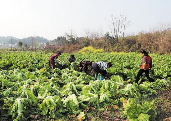 四川农村蔬菜产业现状的相关图片
