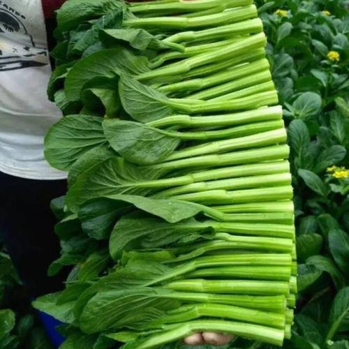 广东农村新鲜蔬菜的相关图片