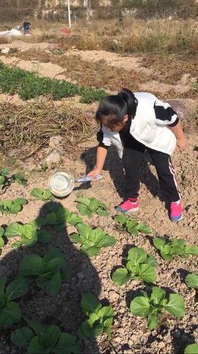 广西农村姑娘种植蔬菜视频的相关图片