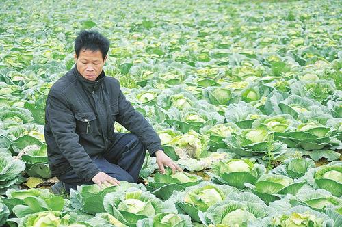 广西农村捐赠蔬菜的相关图片