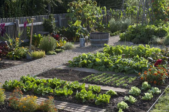庭院的蔬菜能种植吗农村的相关图片